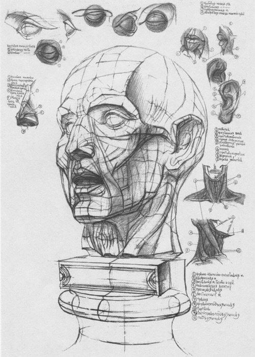 рисунок головы человека