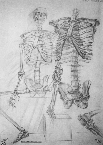 рисунок скелета человека