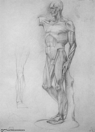 рисунок анатомической фигуры человека