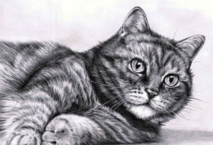 рисунок кошки