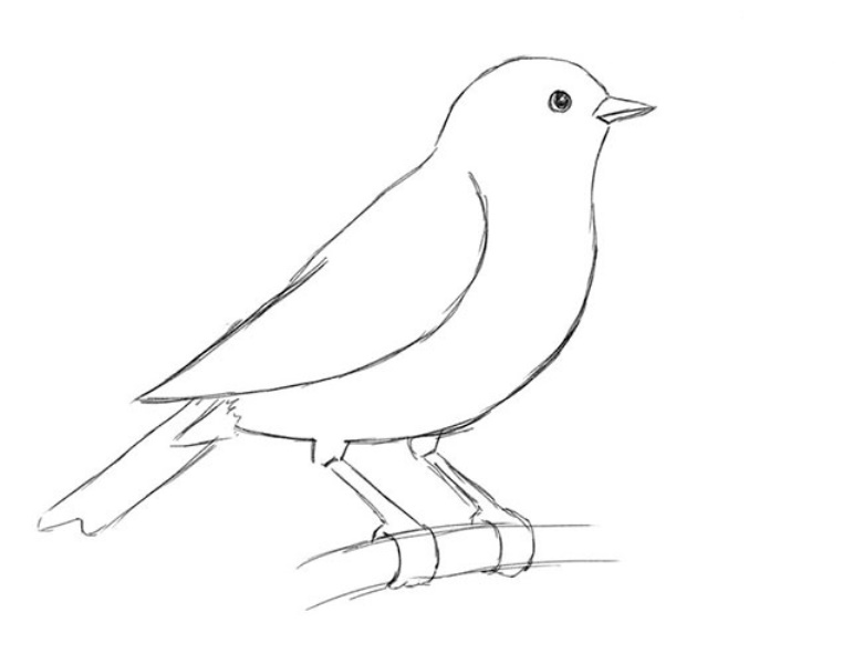 Рисунок птиц карандашом легкие